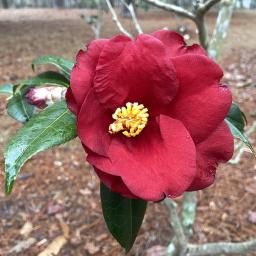 Camellia japonica 'Royal Velvet' flower