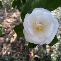 Camellia japonica 'Shiro-Botan'