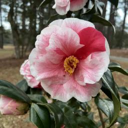 Camellia japonica 'Yours Truly' flower