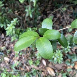 Camellia sasanqua foliage