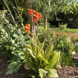 Canna 'Bengal Tiger' flowering habit