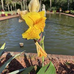 Canna 'Yellow King Humbert' (Cleopatra) flower