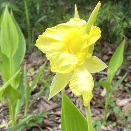 Canna flaccida flower