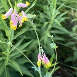 Capnoides sempervirens flowers