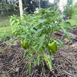 Capsicum annuum 'Charleston Belle' fruiting habit