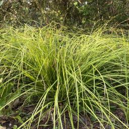 Carex cherokeensis habit