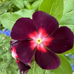 Catharanthus roseus 'Jams 'N Jellies Blackberry' flower