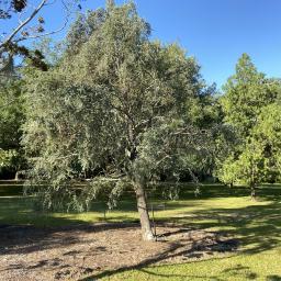 Cedrus atlantica (Glauca Group) habit