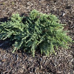 Cedrus deodara 'Feelin' Blue' habit