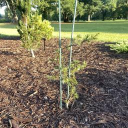 Cedrus deodara 'Girard's Weeping' habit