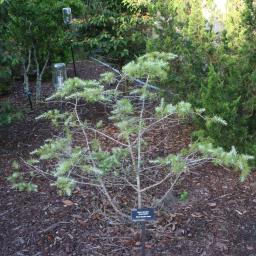 Cedrus deodara 'Snow Sprite' habit