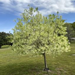 Chionanthus virginicus flowering habit