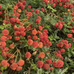 Chrysanthemum 'Mrs. Robinson' in flower