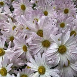 Chrysanthemum × morifolium 'Ryan's Pink' flowers