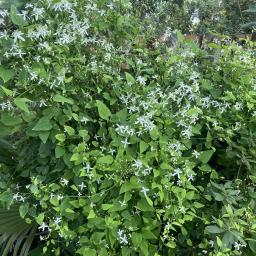 Clematis terniflora habit