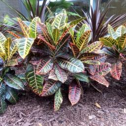 Codiaeum variegatum var. pictum 'Petra' habit