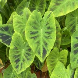 Colocasia antiquorum 'Illustris' foliage