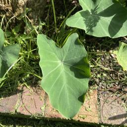 Colocasia esculenta foliage