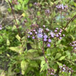 Conoclinium coelestinum flowers