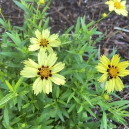 Coreopsis 'Balupteamed' (UPTICK™ Cream & Red) flowers