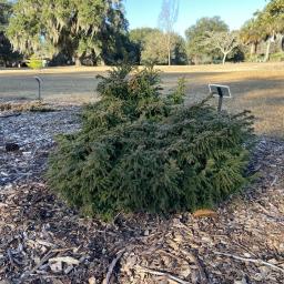 Cryptomeria japonica 'Tansu'