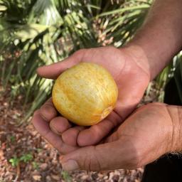 Cucumis sativus 'Lemon' fruit