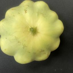 Cucurbita pepo 'Benning’s Green Tint' fruit