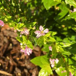 Cuphea hyssopifolia flowers