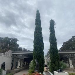 Cupressus sempervirens habit