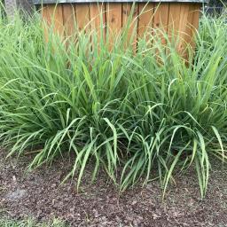 Cymbopogon citratus habit