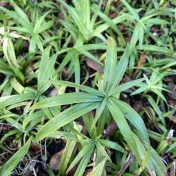 Cyperus albostriatus foliage