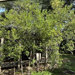 Cyrilla racemiflora habit