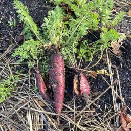 Daucus carota var. sativus 'Purple Dragon' root