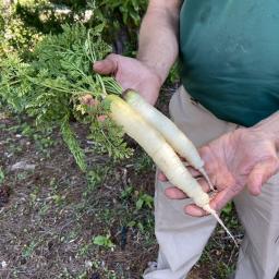 Daucus carota var. sativus 'White Satin' root