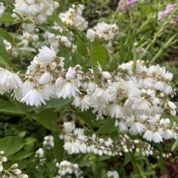 Deutzia scabra flowers