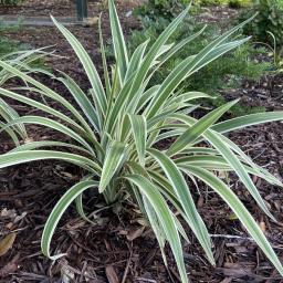 Dianella tasmanica 'Variegata' habit