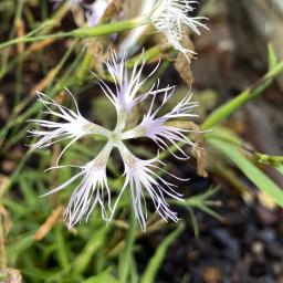 Dianthus superbus 'Ambrosia' flower