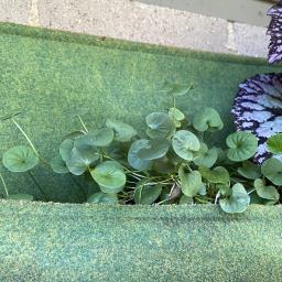 Dichondra repens 'Emerald Falls' habit