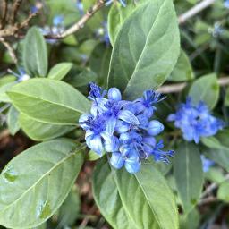 Dichroa febrifuga flower