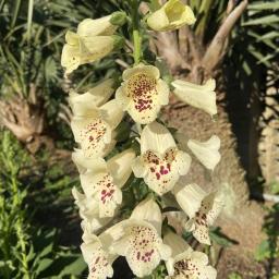 Digitalis purpurea 'Camelot Cream' flowers