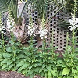 Digitalis purpurea 'Camelot White' flowering habit