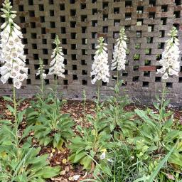 Digitalis purpurea 'Dalmatian Crème' flowering habit