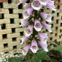 Digitalis purpurea 'Dalmatian Rose' flowers