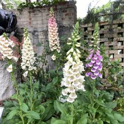 Digitalis purpurea (Dalmatian Mixture) flowering habit