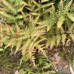 Dryopteris erythrosora spring fronds