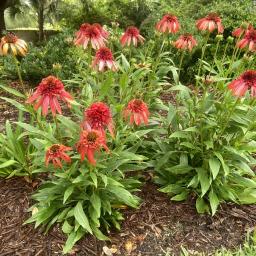 Echinacea 'Hot Papaya' (CONE-FECTIONS™ Series) flowering habit