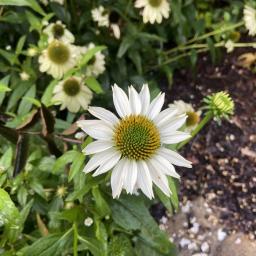 Echinacea purpurea 'White Swan' flower