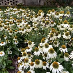 Echinacea purpurea 'PAS702918' (PowWow® White) habit