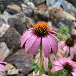 Echinacea purpurea flower