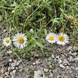 Erigeron karvinskianus 'Profusion' flowers